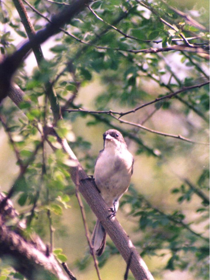 FIGURE 9 FIGURE 9